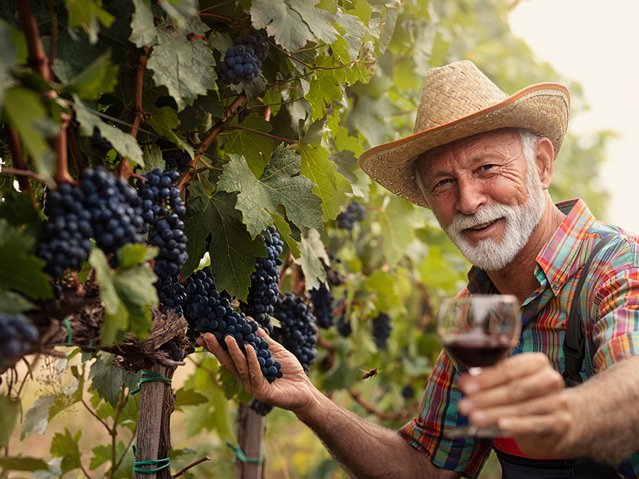 Man in vineyard offering a glass of wine.